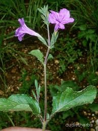 Ruellia tuberosa fullplant9.jpg